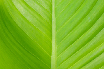 Abstract image of Green Leaf Texture background with sunlight on the weekend