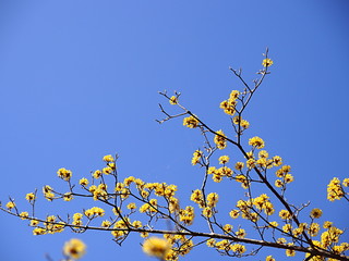 サンシュユの花