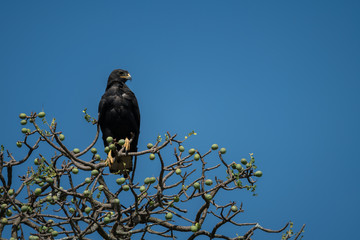 Verreaux eagle in tree under blue sky