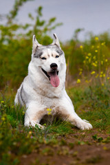 The dog is lying on the grass. Portrait of a Siberian Husky. Close-up. Resting with a dog in nature. Landscape with a river.