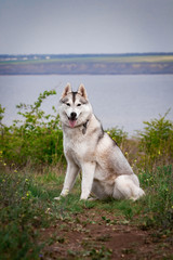 Siberian husky dog. Bright green trees and grass are on the background. Husky is sitting on the grass. Portrait of a Siberian husky close up. Dog in the nature. Walk with a husky dog.