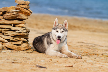 portrait of siberian husky dog