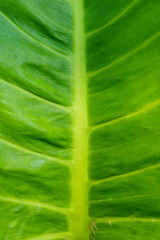 Abstract image of Green Leaf Texture background with sunlight on the weekend.