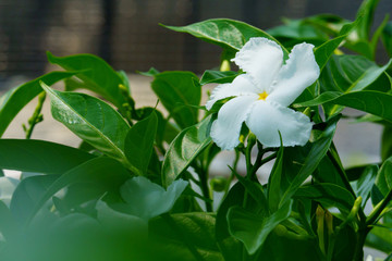 White flower on green background Nature.