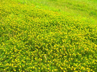 Obraz premium 江戸川土手に咲く米粒詰草