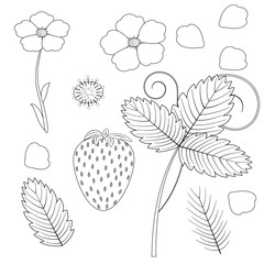 Sketch elements of strawberry bushes, leaves, flowers, berries, petals and stamens, black outline white background, vector illustration, design, decoration, mosaic, coloring