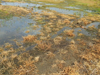 作付けを放棄された春の田圃風景