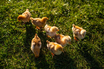 kurczaczki na trawie 1 - obrazy, fototapety, plakaty