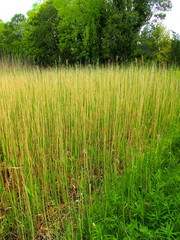 芽吹きの葭と枯れた葭のある晩春の葭原風景