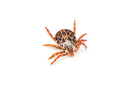 Tick over white background. Tick is the common name for the small arachnids in superfamily Ixodoidea that, along with other mites, constitute Acarina. Dermacentor reticulatus