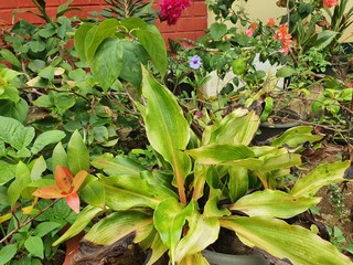 Obraz premium Natural Plant Green