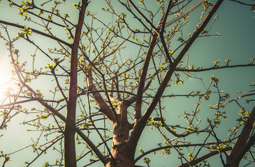 Tree with sunlight