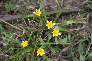 Yellow narcissus in the garden