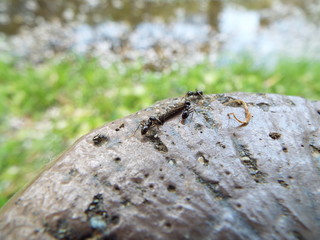 アリの集まり ants