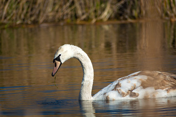 A young mute swan with gray-brown feathers floating in the water