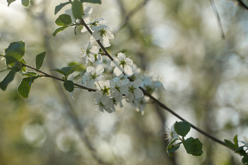 Vintage photo of a white cherry blossom and Apple tree in spring, a blooming garden on a Sunny spring day.
