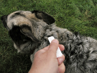 applying anti ticks drops on a dog