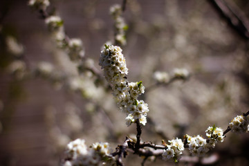 flowering tree in the garden, branches with flowers