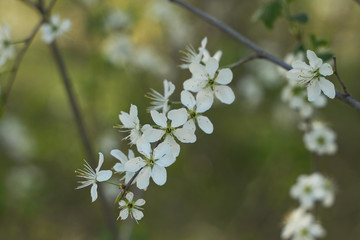 Vintage photo of a white cherry blossom and Apple tree in spring, a blooming garden on a Sunny spring day.