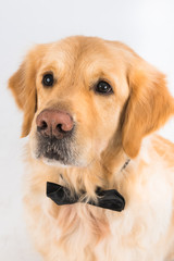 Golden retriever with a black bow tie. Studio shot of an adorable Golden Retriever looking elegant on a white background.