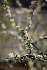 flowering tree in the garden, branches with flowers