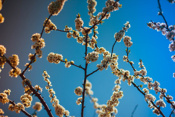 flowering tree in the garden, branches with flowers