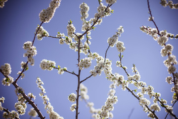 flowering tree in the garden, branches with flowers
