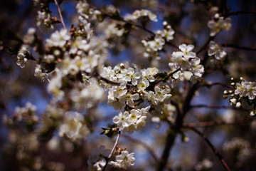 flowering tree in the garden, branches with flowers