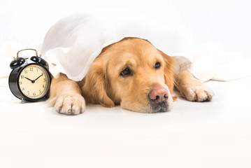 A boring young golden retriever under a white cloth next to an alarm clock. The pet waits for the alarm clock to go off before getting up. Friendly pets and care concept.