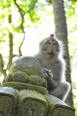 モンキー・フォレストのカニクイザル