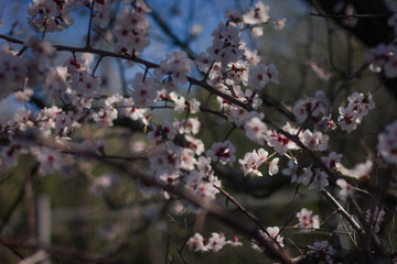 flowering tree in the garden, branches with flowers