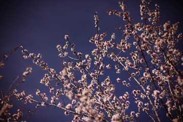 flowering tree in the garden, branches with flowers
