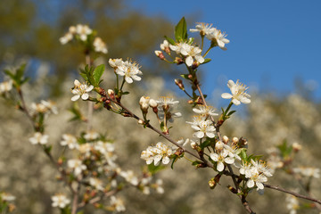 Vintage photo of a white cherry blossom and Apple tree in spring, a blooming garden on a Sunny spring day.