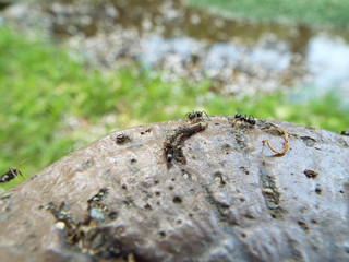 アリの集まり ants