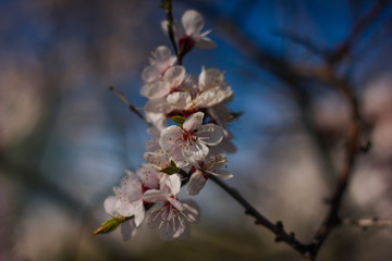 flowering tree in the garden, branches with flowers