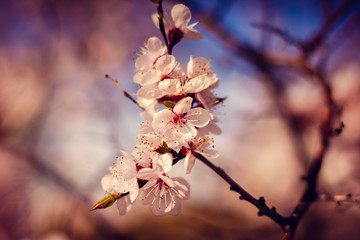 flowering tree in the garden, branches with flowers