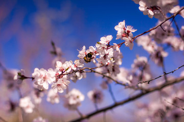 flowering tree in the garden, branches with flowers