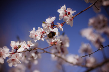 bumblebee sits on a flowering tree, apricot flowers