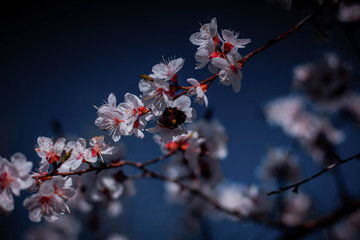 bumblebee sits on a flowering tree, apricot flowers