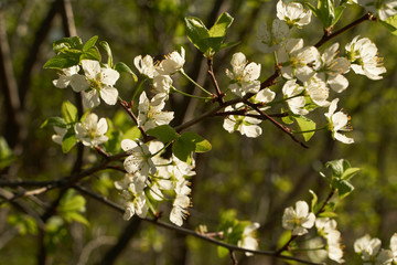 Vintage photo of a white cherry blossom and Apple tree in spring, a blooming garden on a Sunny spring day.