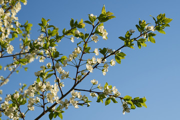 Vintage photo of a white cherry blossom and Apple tree in spring, a blooming garden on a Sunny spring day.