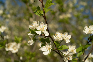 Vintage photo of a white cherry blossom and Apple tree in spring, a blooming garden on a Sunny spring day.