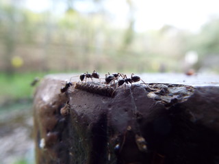 アリの集まり ants
