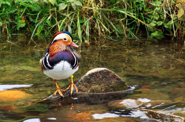 Male Mandarin duck (Aix galericulata) near water