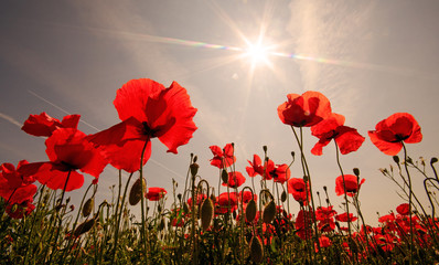 Summer feeling, beauties of summer: Detailed close-up of red poppy blossoms in the summer, Palatinate in Germany, Europe