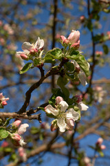 Vintage photo of a white cherry blossom and Apple tree in spring, a blooming garden on a Sunny spring day.