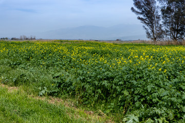 Fototapeta na wymiar Green field and view of Mount Hermon
