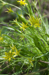 Yellow  star-of-Bethlehem (Gagea lutea) flowers in spring, close up shot