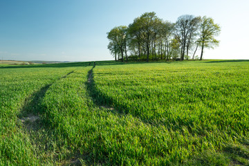Traces of wheels in a green growing field, group of trees on the horizon