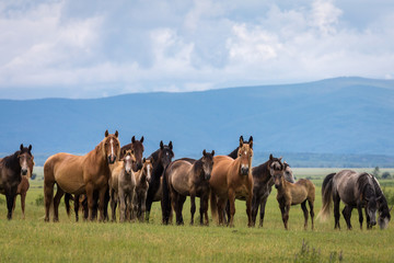 a herd of horses in a field against the background of mountains